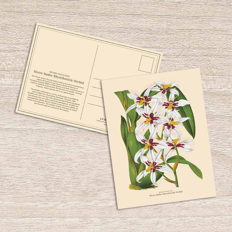 Lumikasa Art Postcard Sierra Madre Rhynchostele Orchid
