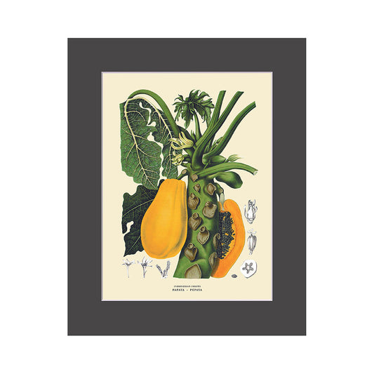 Lumikasa Art PP3 Pepaya - Papaya